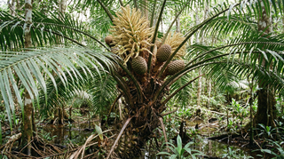 Sago Palm