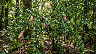 Finger Lime