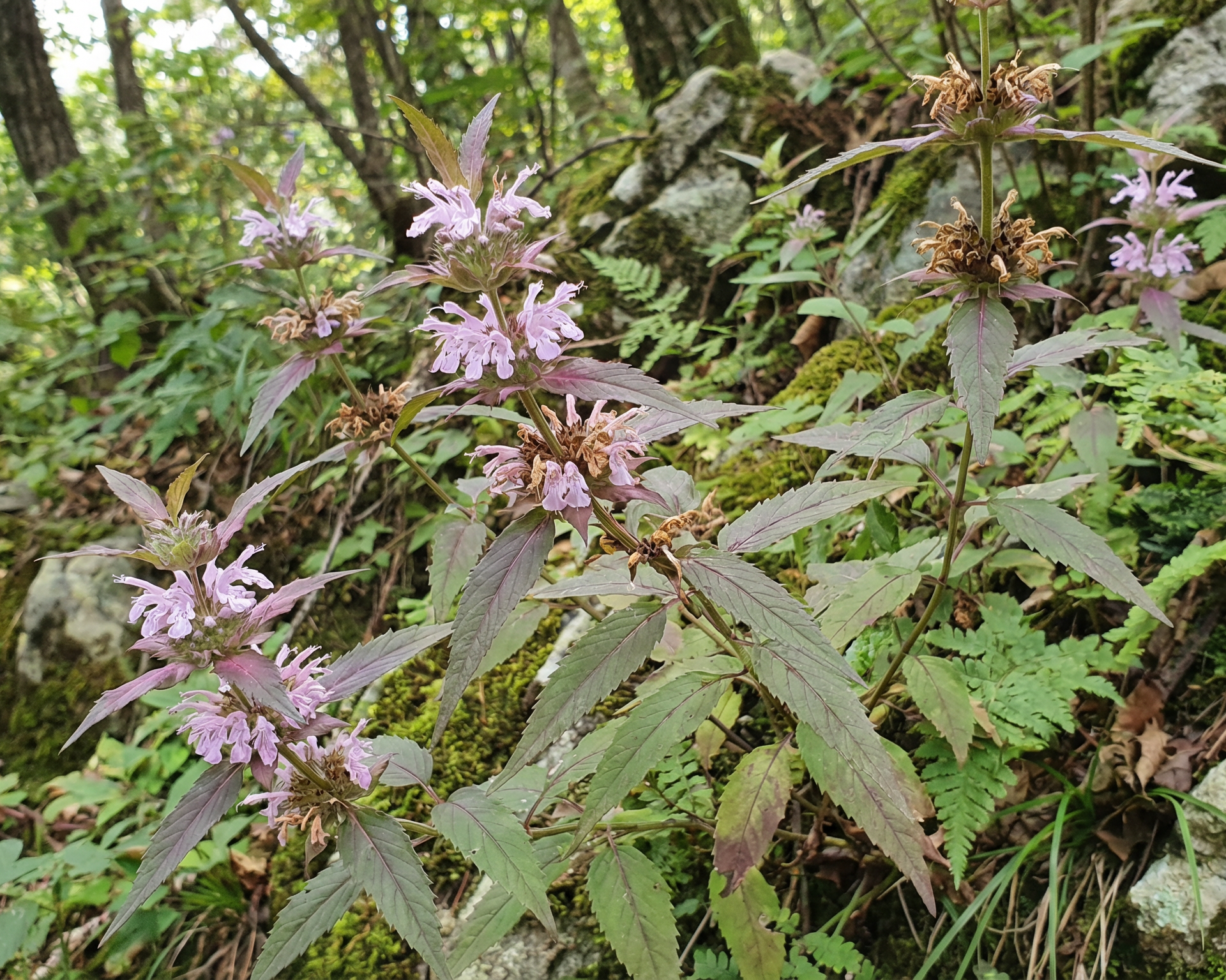 Bee Balm