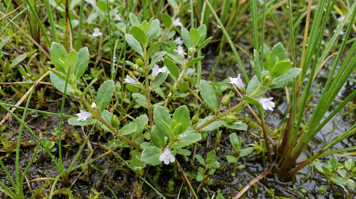Waterhyssop