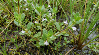 Waterhyssop