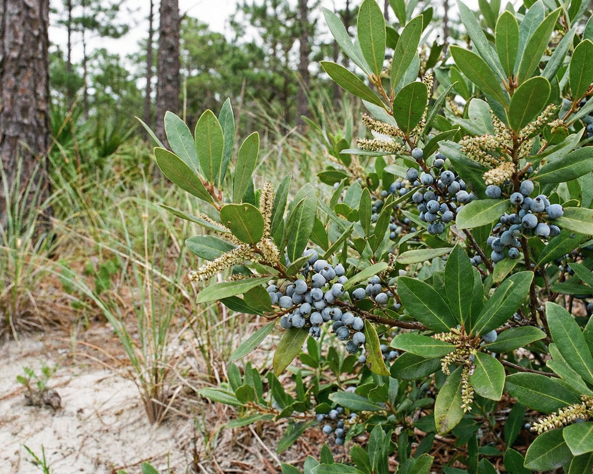 Wax myrtle (southern bayberry)