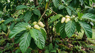 Noni