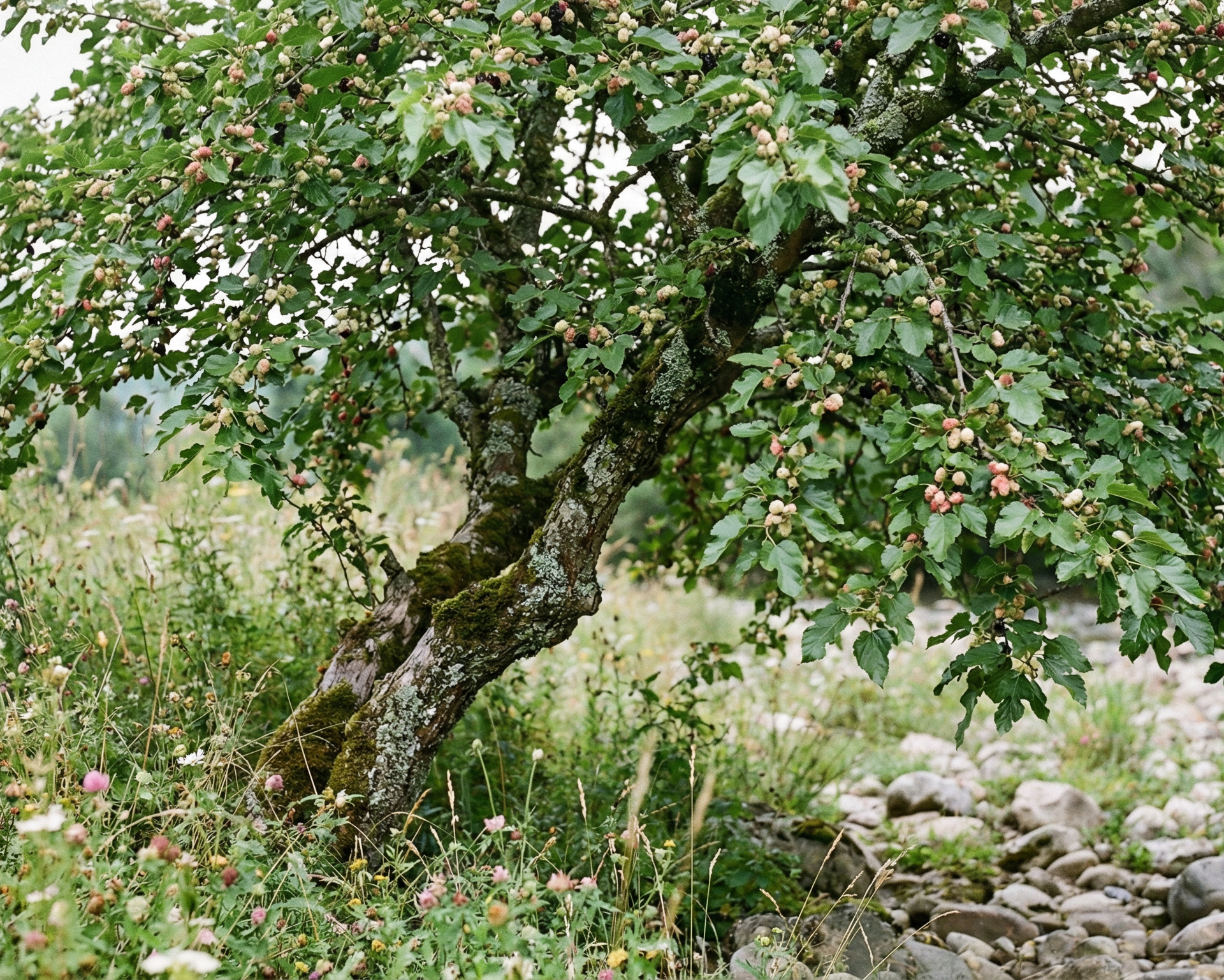 Mulberry