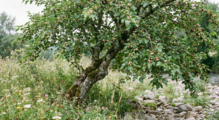 Mulberry