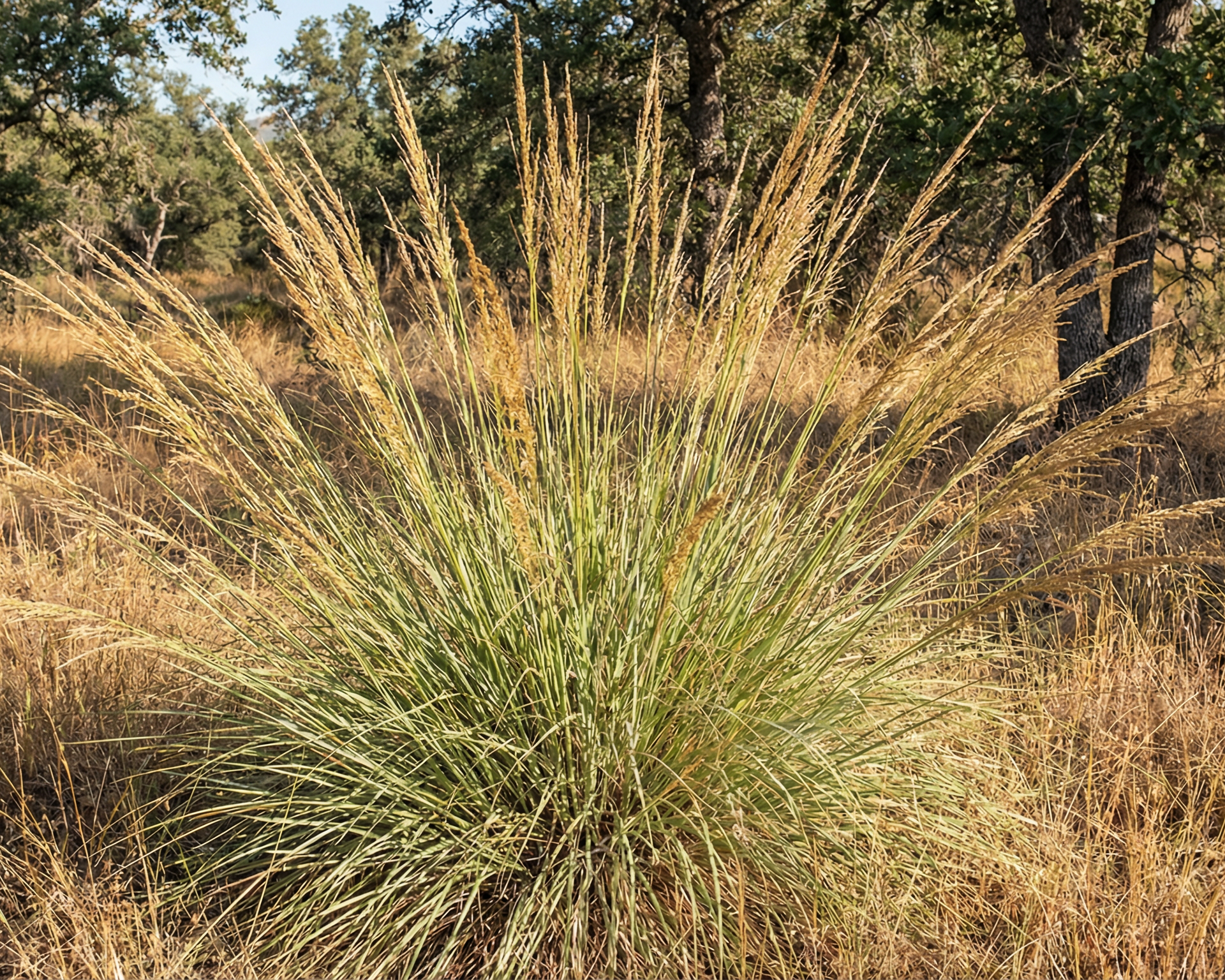 Muhly Grass