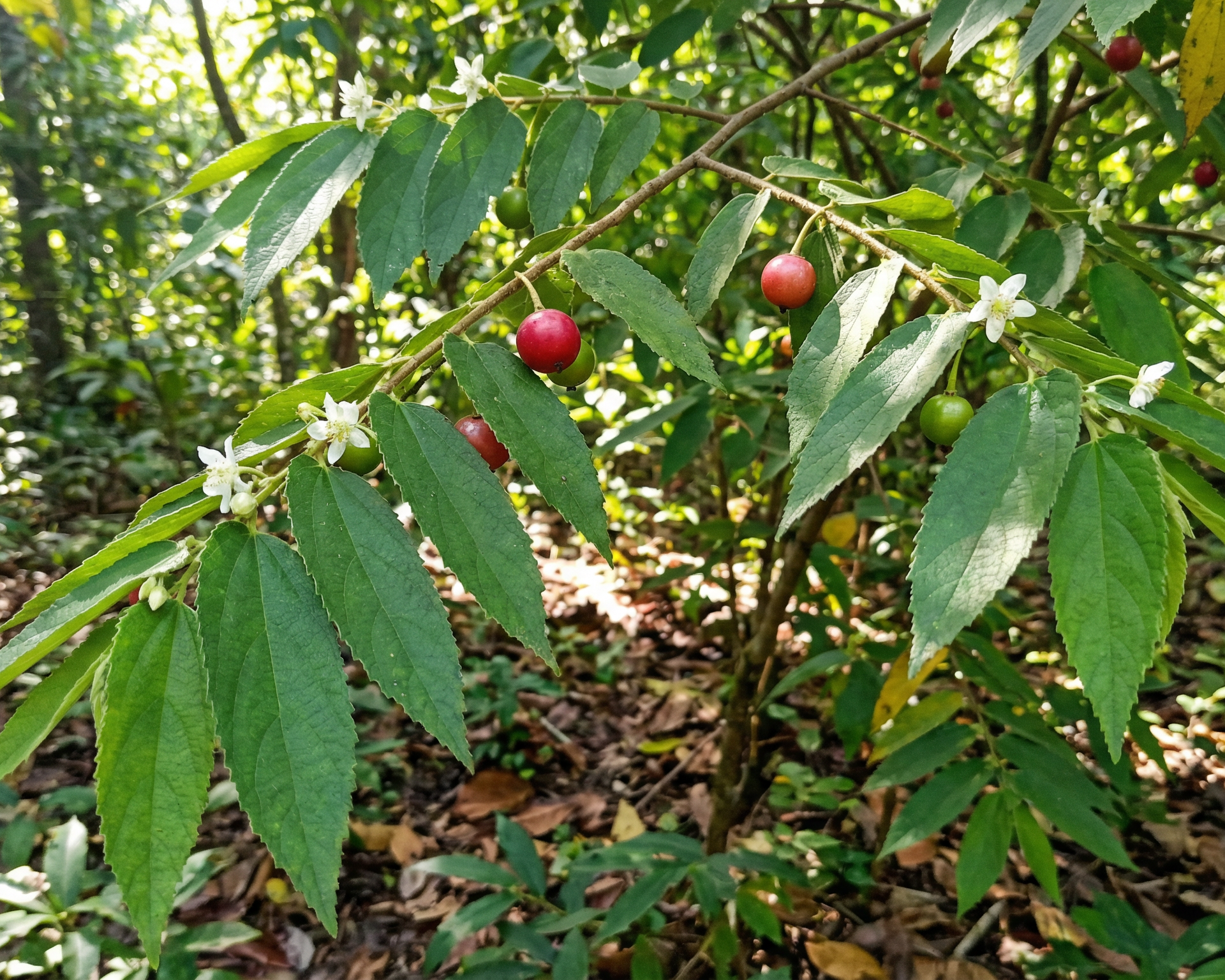 Jamaican cherry (strawberry tree)