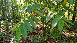 Jamaican Cherry