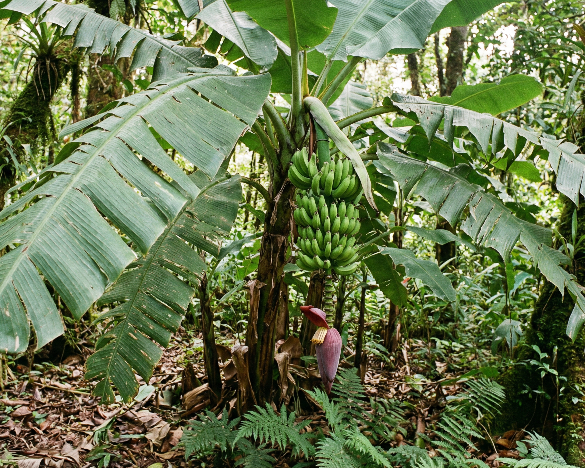 Banana