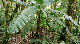Banana