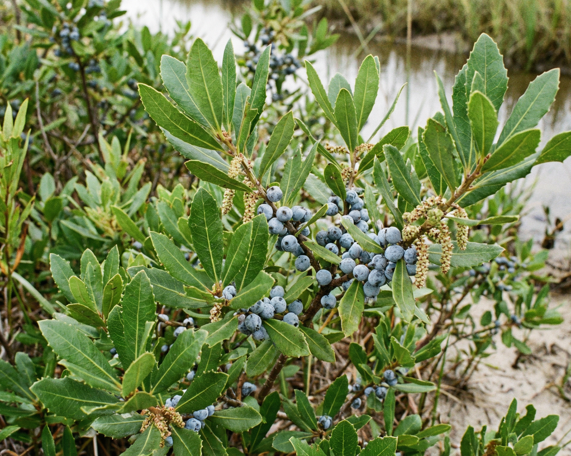 Bayberry