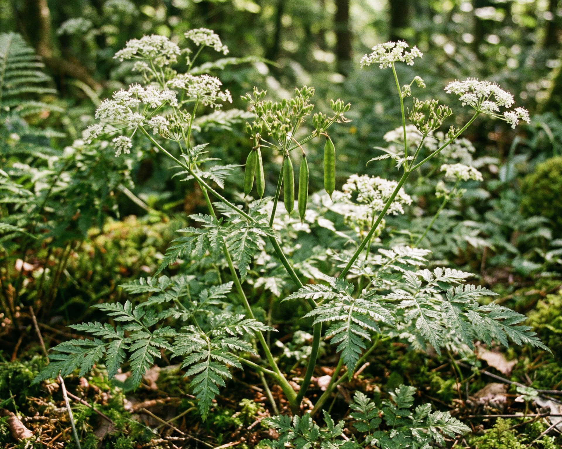 Sweet Cicely