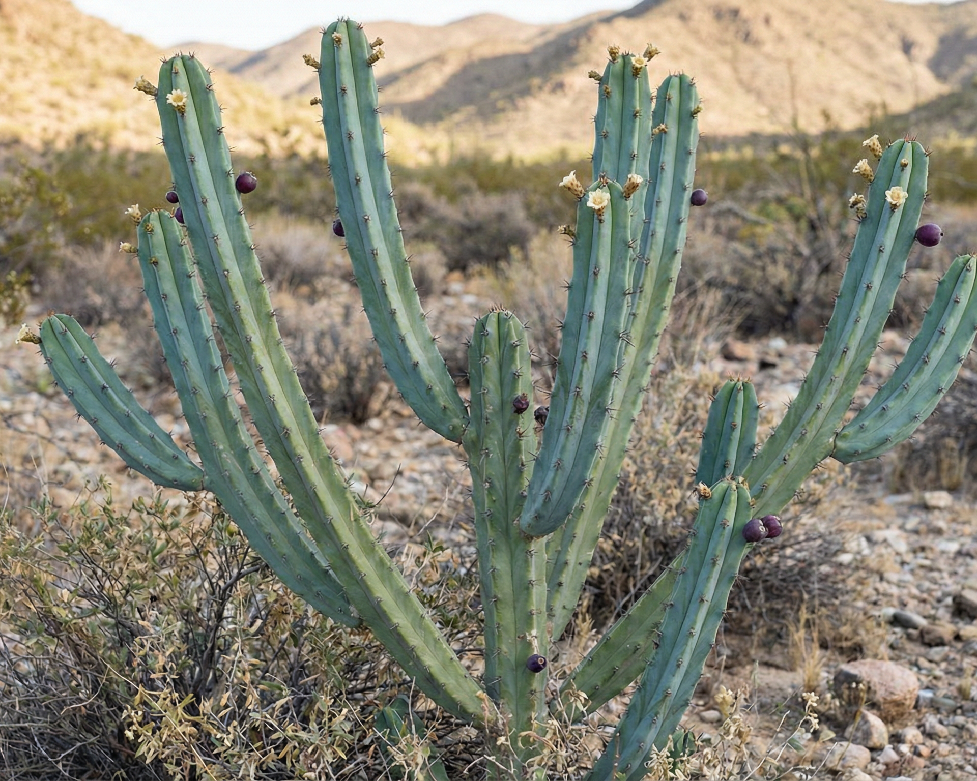 Blue Myrtle Cactus