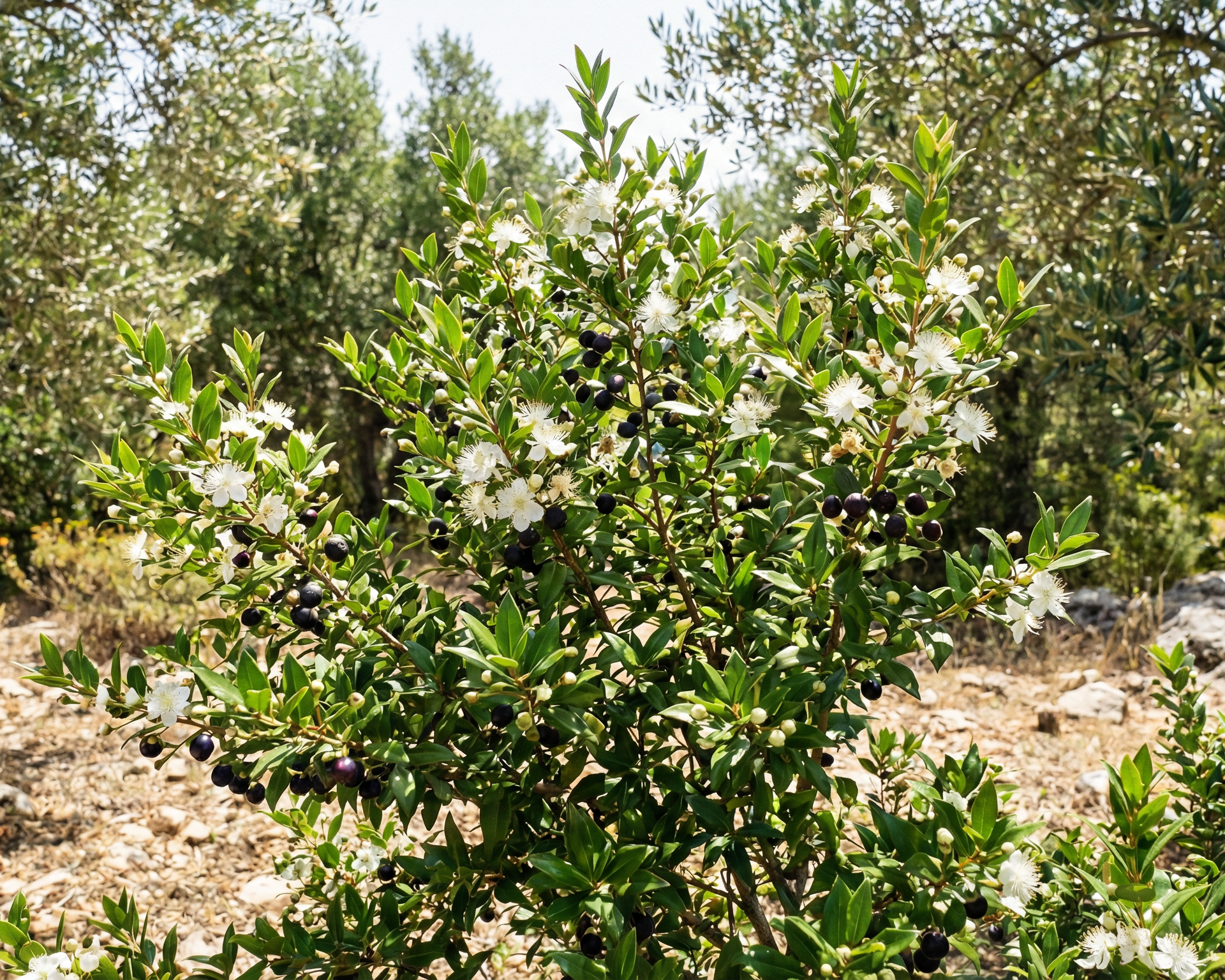 Common myrtle