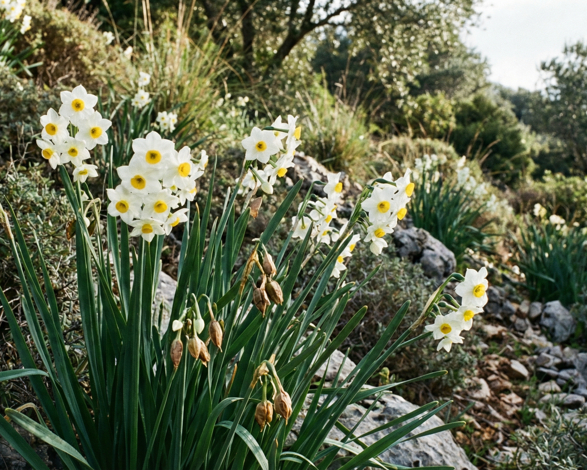 Daffodil
