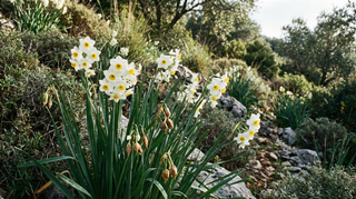 Daffodil