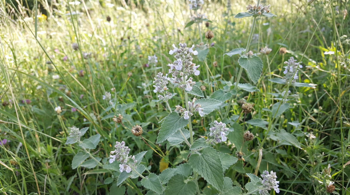 Catmint