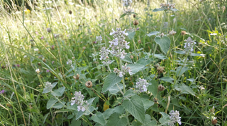 Catmint