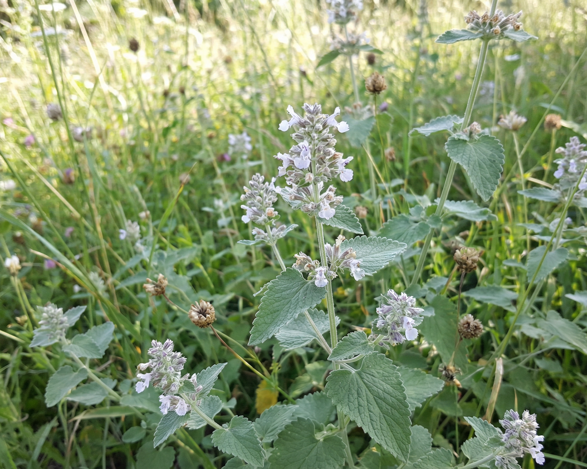 Catmint