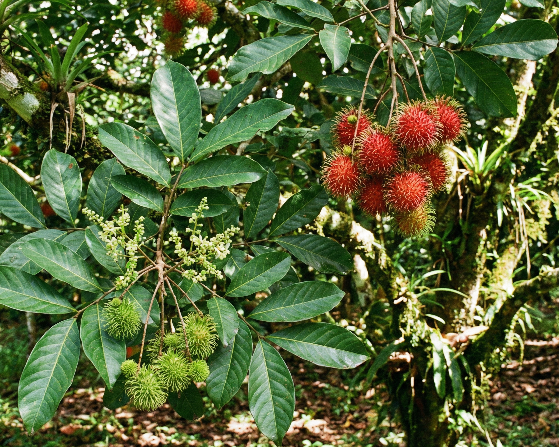 Rambutan