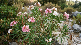 Oleander