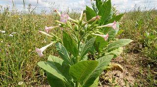 Tobacco