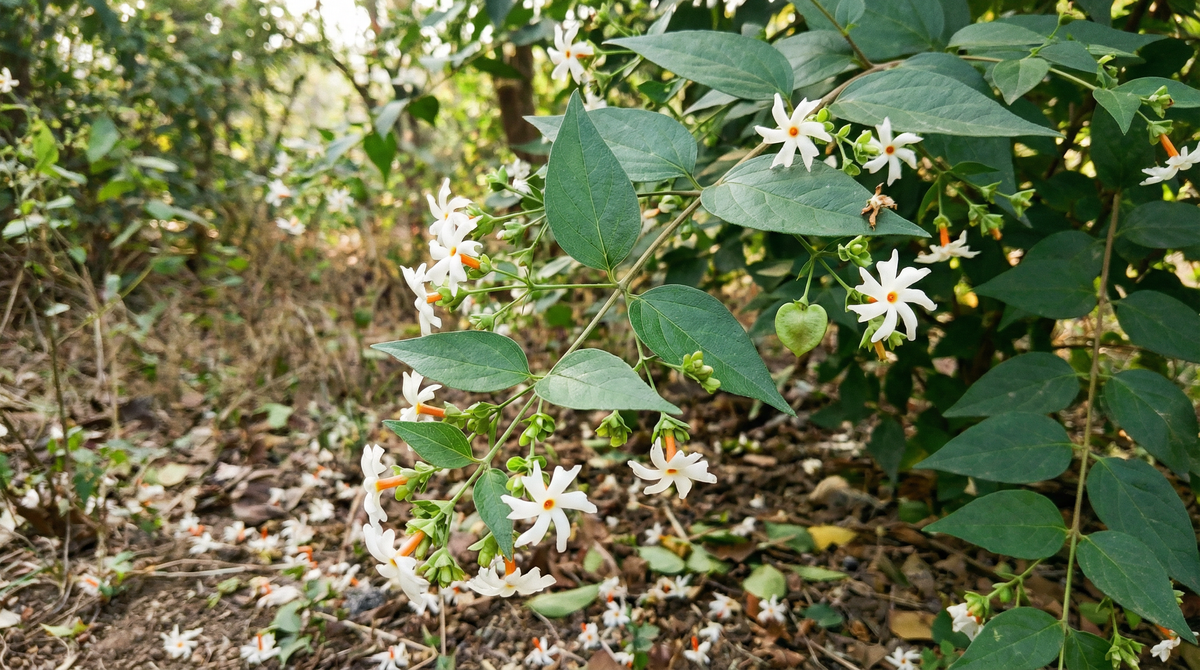 Night-flowering Jasmine