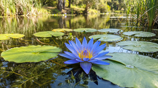 Water Lily