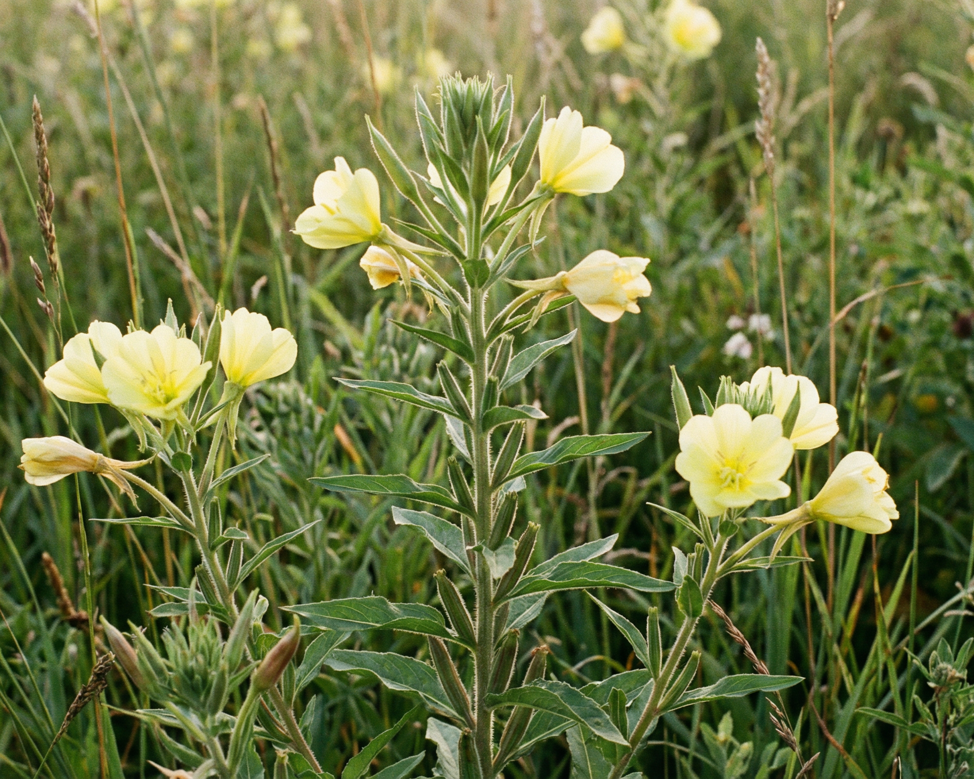 Evening primrose