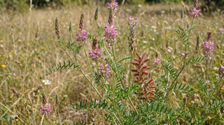 Sainfoin