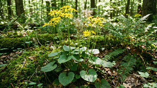 Ragwort