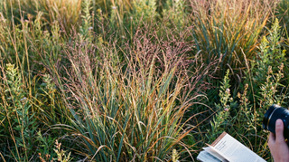 Panic Grass