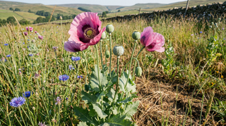 Poppy