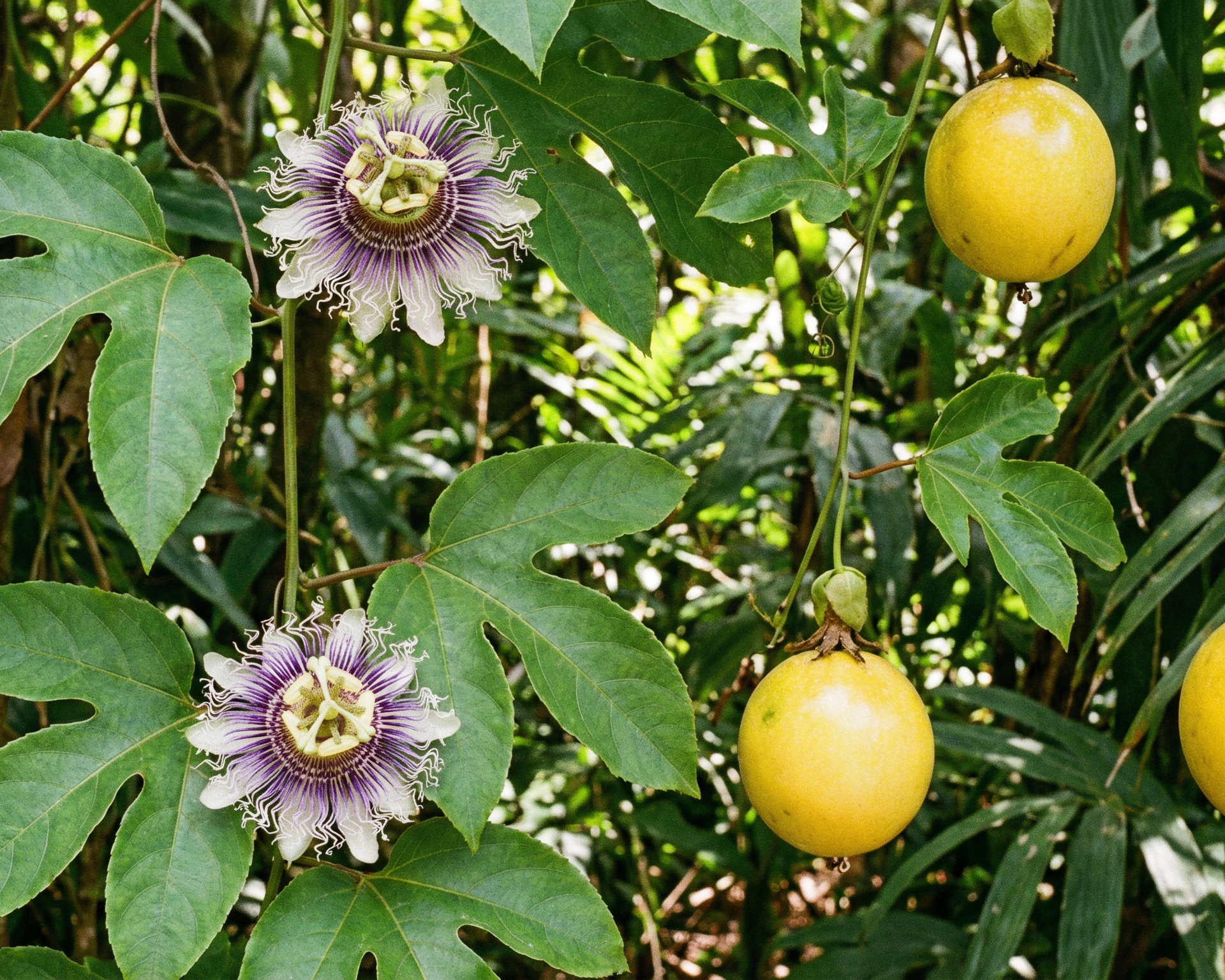 Passion Flower