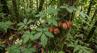 Guarana