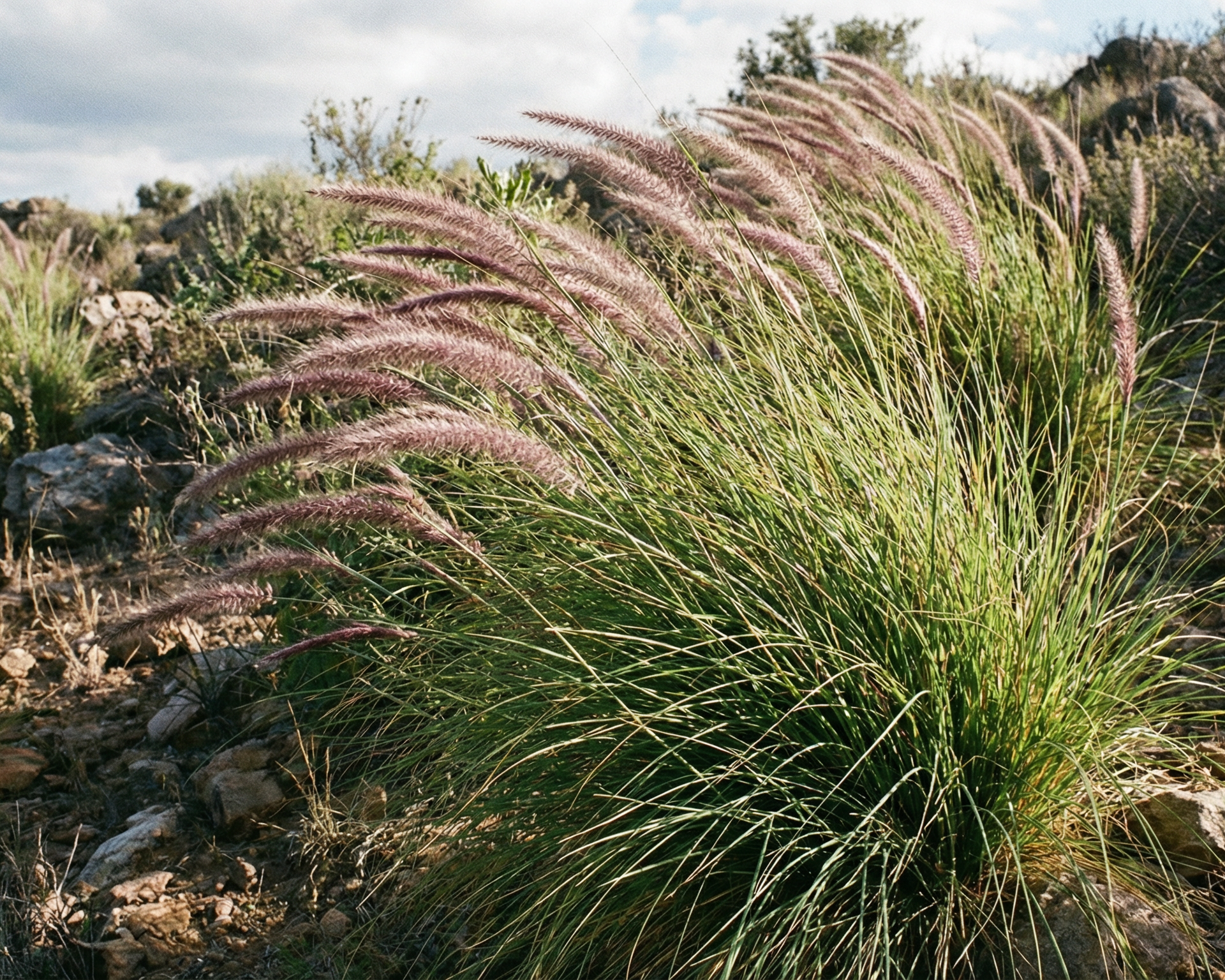 Fountain Grass