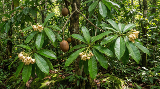 African Butter Tree