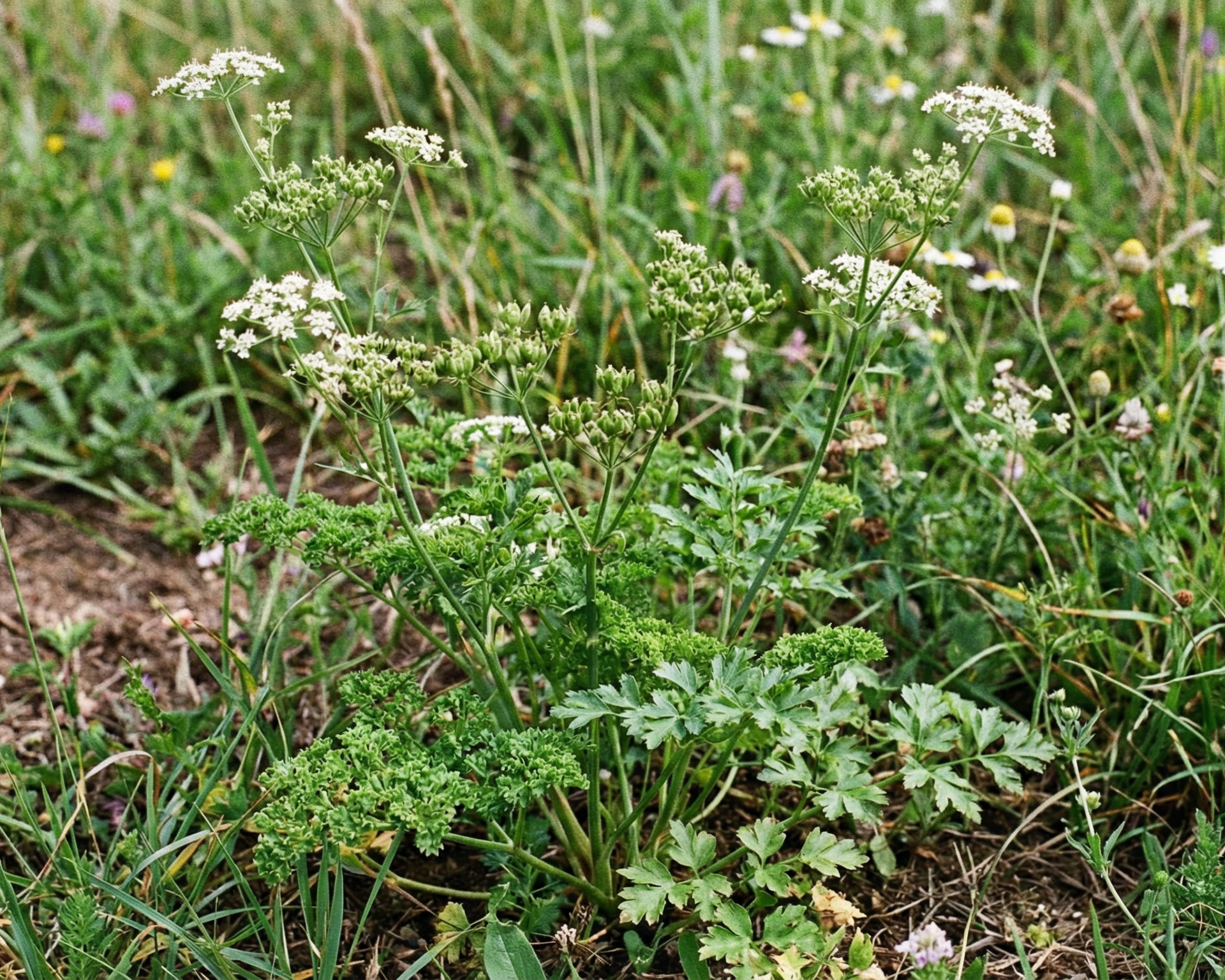 Parsley