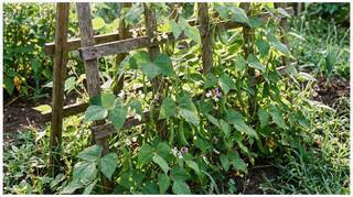 Common Bean