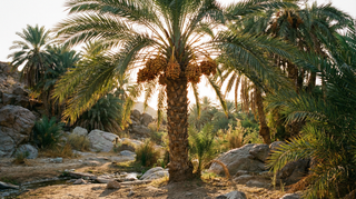 Date Palm