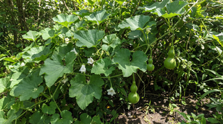 Vining Gourd
