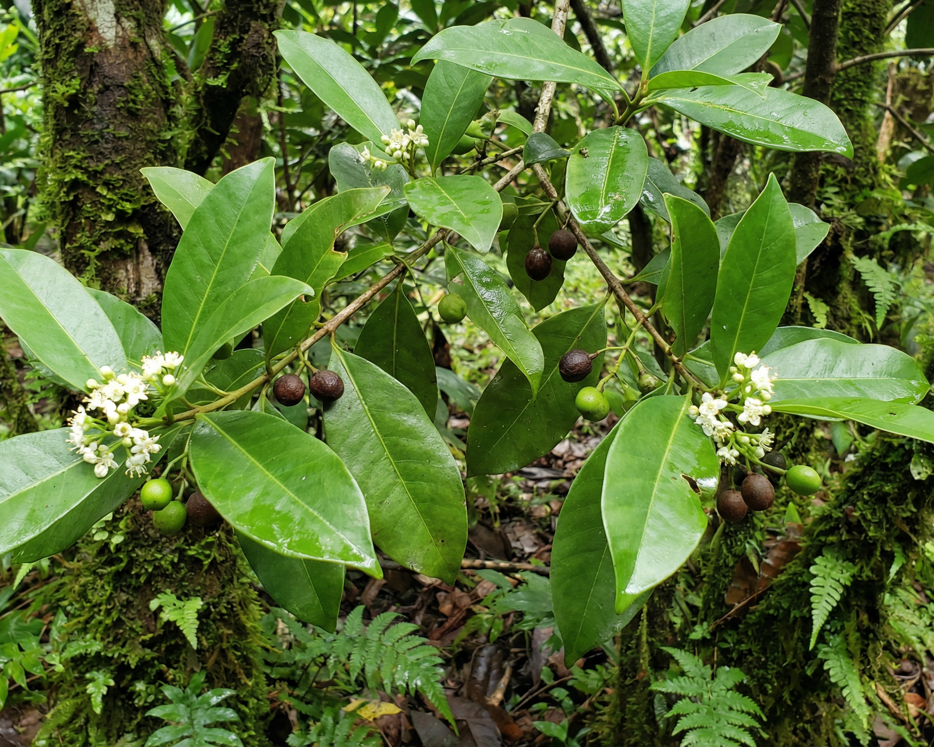Allspice (pimento, Jamaica pepper)