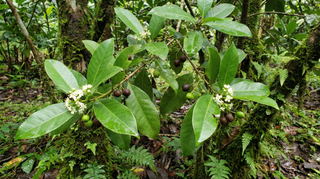 Allspice