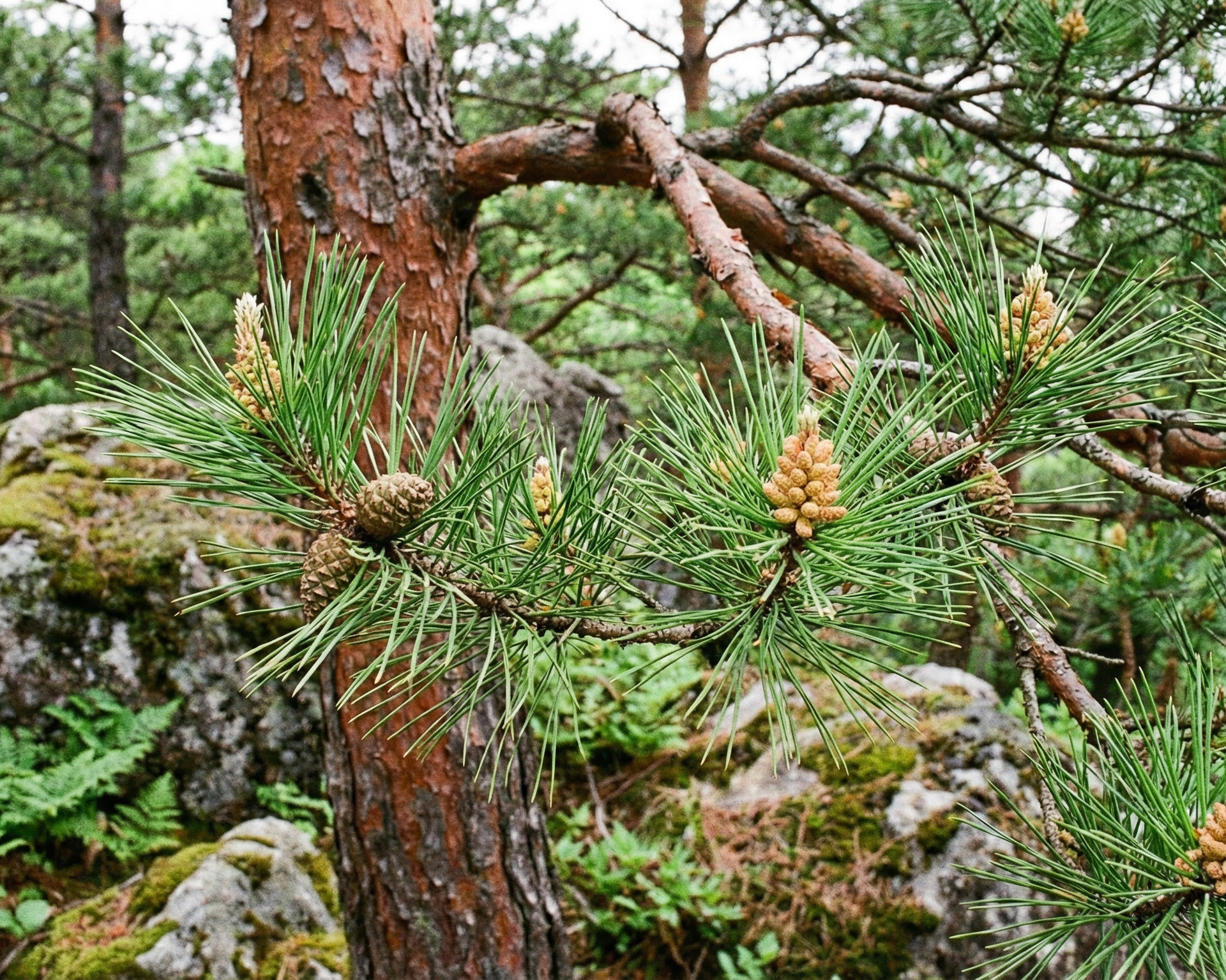 Pine