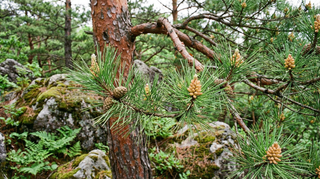 Pine