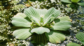 Water Lettuce