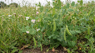 Pea