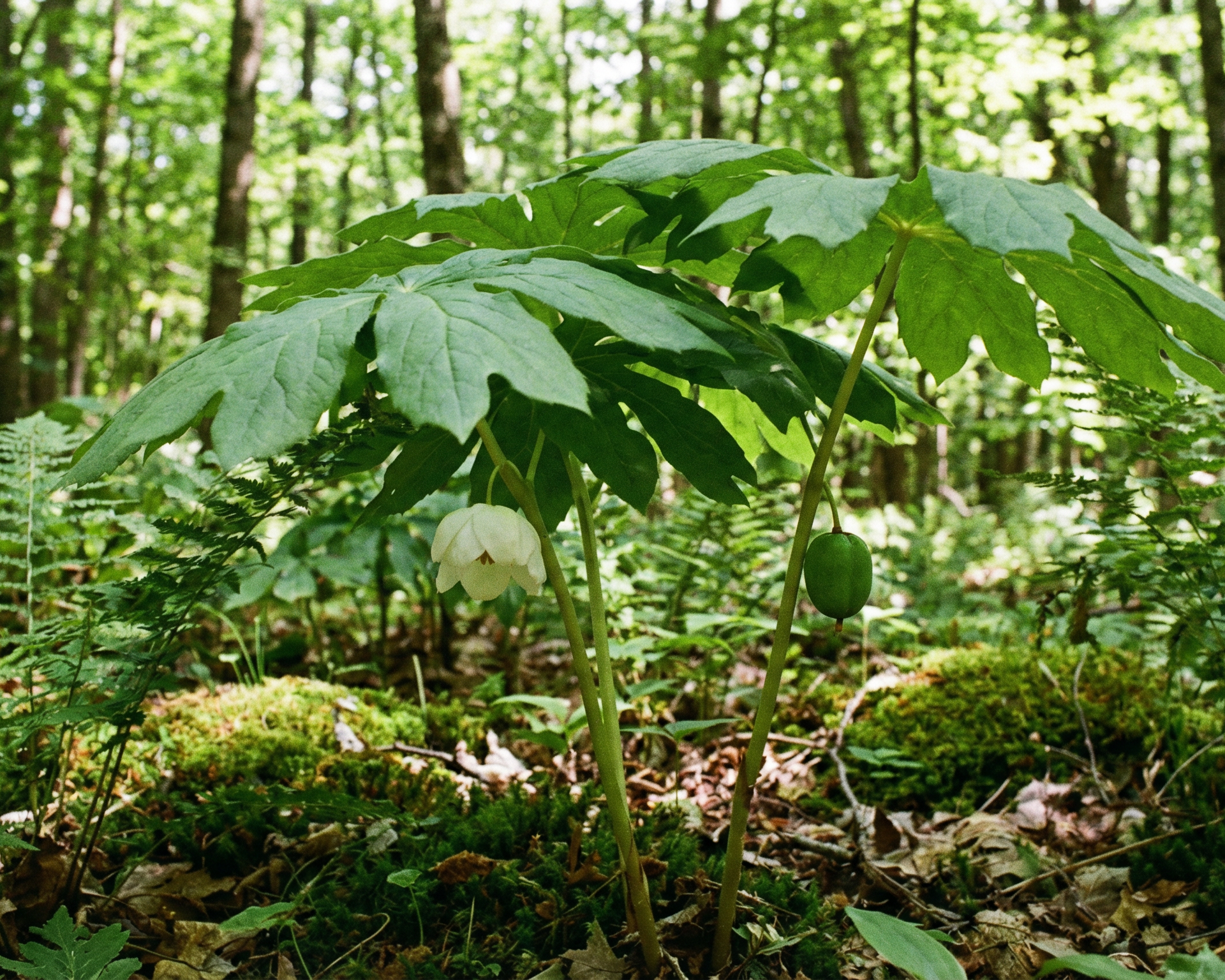 Mayapple