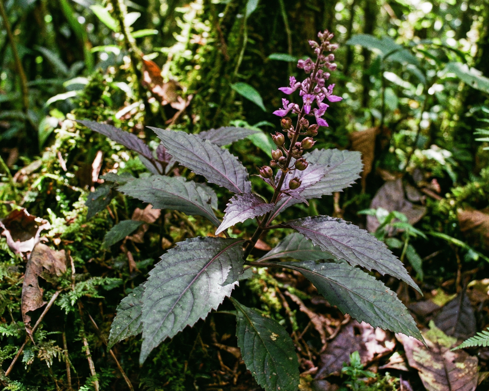Patchouli