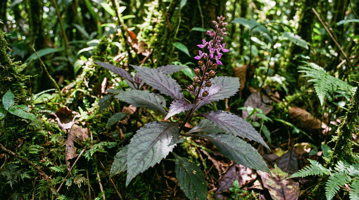 Patchouli